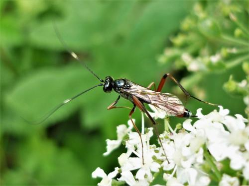 Exetastes gracilicornis